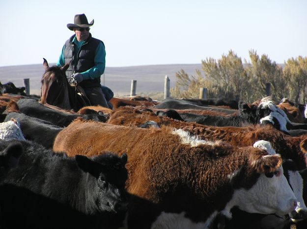 Garlie Swain moves through the herd. Photo by Pinedale Online.