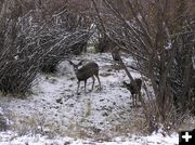 Deer in the bush. Photo by Pinedale Online.
