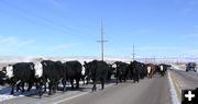 Marbleton cattle drive. Photo by Pinedale Online.
