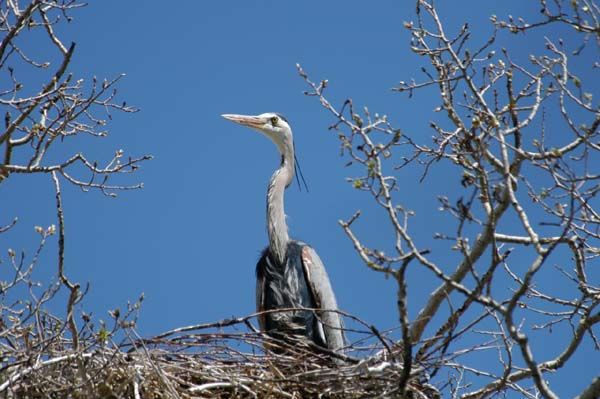 Great Blue Heron. Photo by Arnold Brokling.