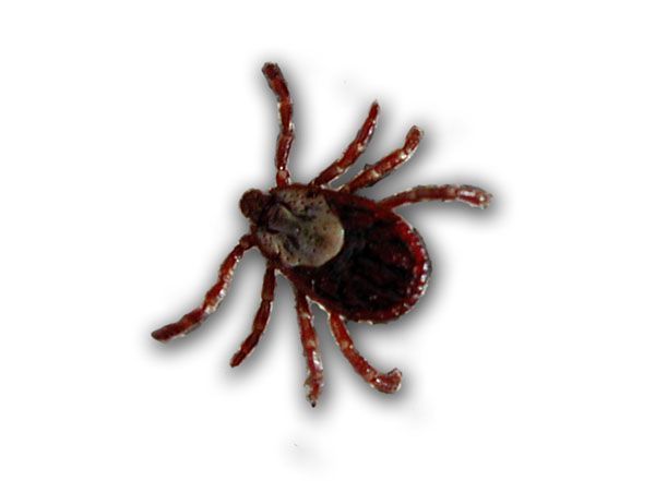 This is a Tick. Photo by Pinedale Online.
