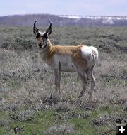 Antelope Buck. Photo by Pinedale Online.