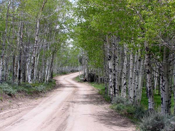 New leaves on the aspens. Photo by Pinedale Online.