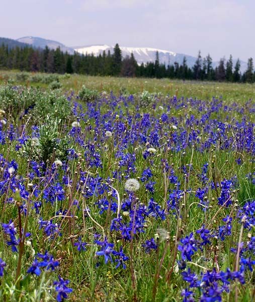 Blue Wildflower Meadow. Photo by Pinedale Online.
