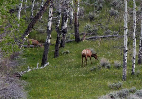 Elk and deer together. Photo by Pinedale Online.