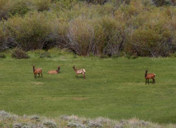 Elk in green meadow. Photo by Pinedale Online.