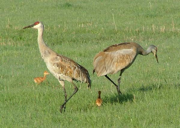 Sandhill Cranes. Photo by Green River Outfitters.