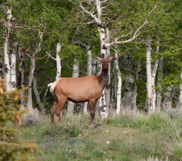 Elk at Scab Creek. Photo by Pinedale Online.
