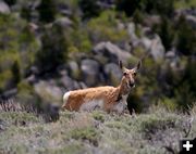 Pronghorn Antelope. Photo by Pinedale Online.