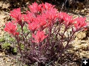 Desert Paintbrush. Photo by Pinedale Online.