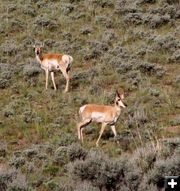 Scab Creek Antelope. Photo by Pinedale Online.