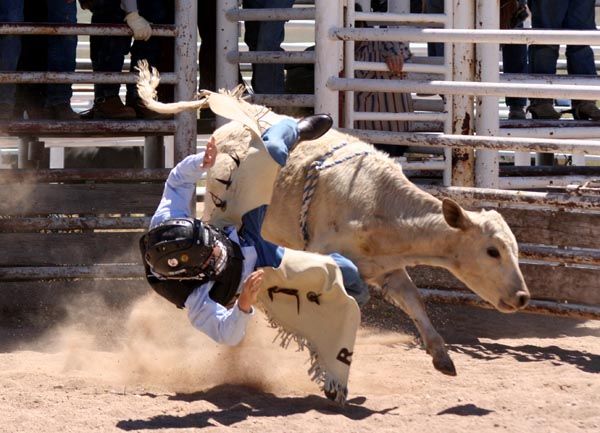 Calf Riding. Photo by Pinedale Online.