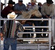 Trouble in the Chute. Photo by Pinedale Online.