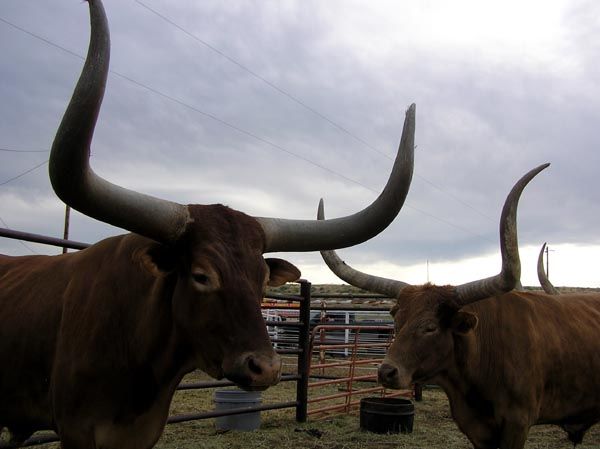 Huge Horns. Photo by Pinedale Online.