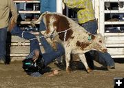 Blue Constance calf crash. Photo by Dawn Ballou, Pinedale Online.