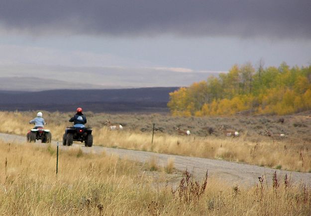 ATVs and antelope. Photo by Pinedale Online.