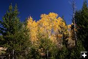 Aspen trees. Photo by Clint Gilchrist, Pinedale Online.