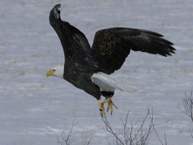 Bald Eagle. Photo by Arnold Brokling.