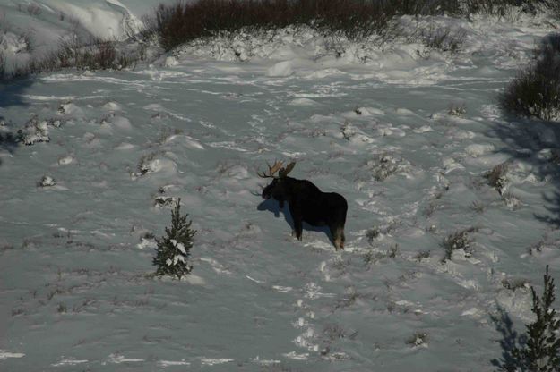 Bull Moose. Photo by Dave Bell.