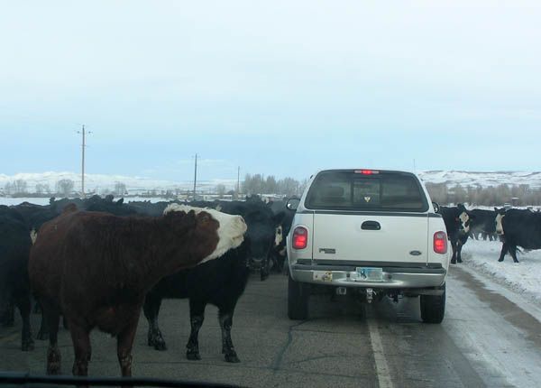 Cattle Drive in Daniel. Photo by Dawn Ballou, Pinedale Online.