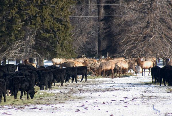 Elk eating cattle hay. Photo by Mark Gocke, Wyoming Game & Fish.