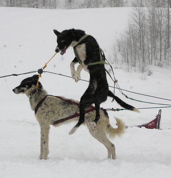 Excited Dogs. Photo by Dawn Ballou, Pinedale Online.