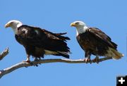 Bald Eagles. Photo by Paul Ellwood.