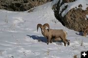 Big horn Sheep. Photo by Dave Bell.