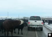 Cattle Drive in Daniel. Photo by Dawn Ballou, Pinedale Online.
