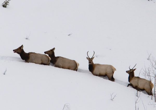 Elk in deep snow. Photo by Mark Gocke, WGFD.