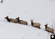 Elk in deep snow. Photo by Mark Gocke, WGFD.