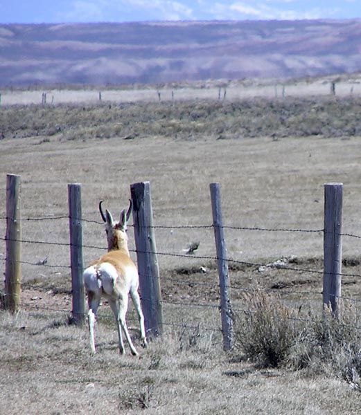 Antelope fence block. Photo by Pinedale Online.