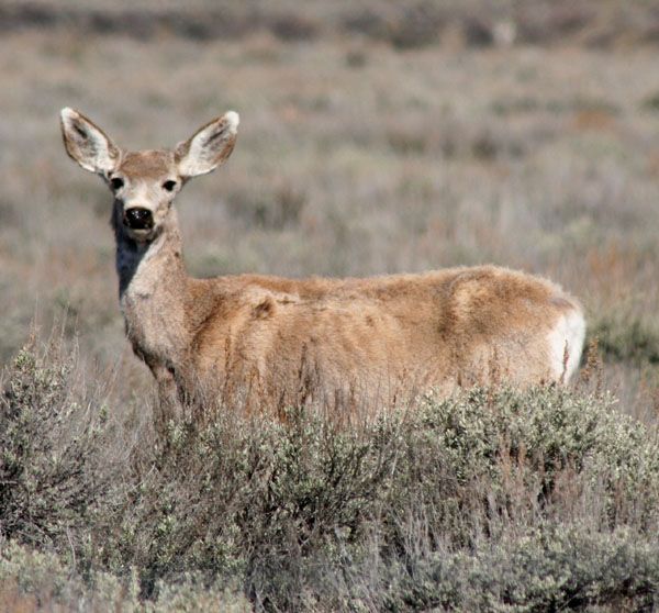 Mule Deer. Photo by Clint Gilchrist, Pinedale Online.