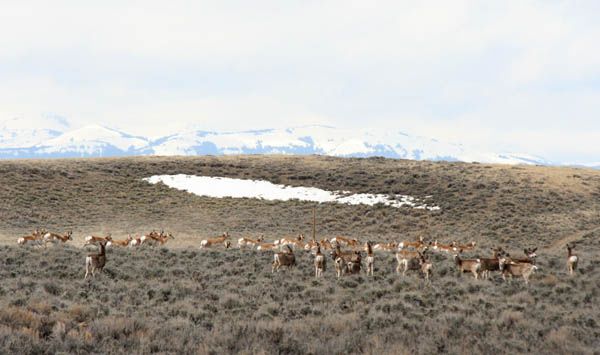 Going behind the deer. Photo by Clint Gilchrist, Pinedale Online.