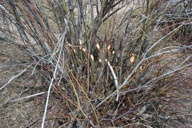 Chew Cut Willows. Photo by Pinedale Online.