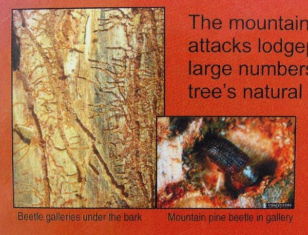 Mountain Pine Beetle. Photo by Dawn Ballou, Pinedale Online.