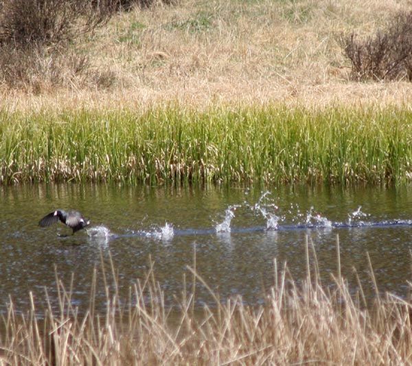 Waterfowl. Photo by Clint Gilchrist, Pinedale Online.