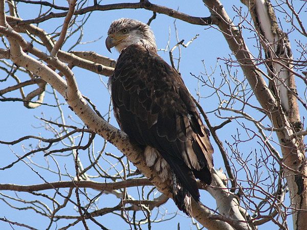 Immature Bald Eagle. Photo by Clint Gilchrist, Pinedale Online.