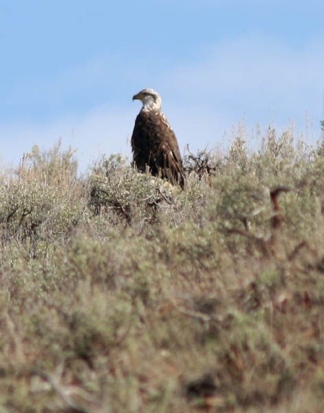 Eagle on rock perch. Photo by Clint Gilchrist, Pinedale Online.