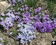 Purple Phlox. Photo by Pinedale Online.