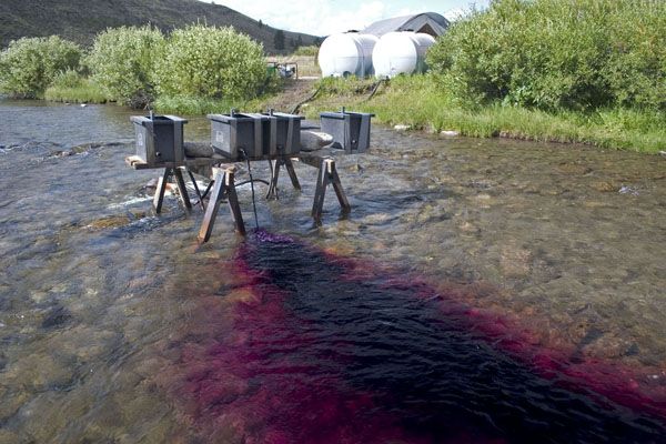 LaBarge Detox. Photo by Wyoming Game & Fish.