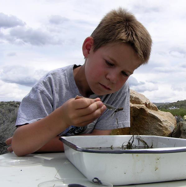 Ryan looks at a stonefly. Photo by Dawn Ballou, Pinedale Online.
