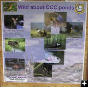CCC Pond Poster. Photo by Dawn Ballou, Pinedale Online.