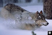 Wolf. Photo by National Park Service.