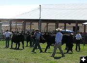 Steer Show. Photo by Dawn Ballou, Pinedale Online.