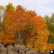 Orange aspens. Photo by Clint Gilchrist, Pinedale Online.