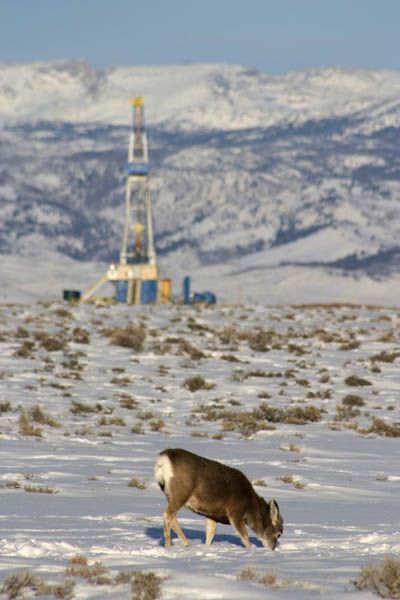 Winter Range and Gas Wells. Photo by Mark Goche, Wyoming Game & Fish.