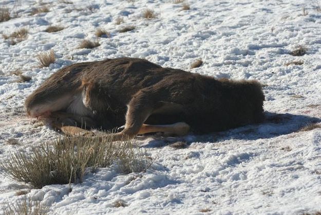 Road kill buck. Photo by Pinedale Online.