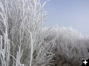 Frosty Willows. Photo by Dawn Ballou, Pinedale Online.