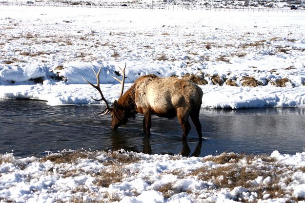 Getting a drink. Photo by Pam McCulloch, Pinedale Online.